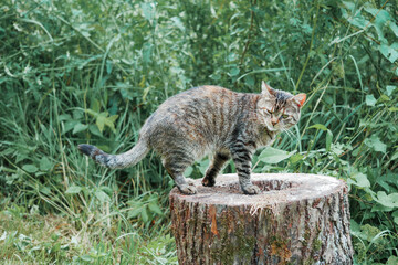 Tabby cat is sitting on a wooden tree stump, tall green grass in the background. Pet enjoy nature and outdoor. Tough animal in a rural country area.