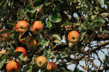 Apple tree branch with ripe yellow with red apples at sunny summer day in the fruit garden