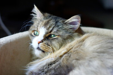 Ragamuffin Cat Resting in a Pet Bed