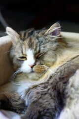 Ragamuffin Cat Resting in a Pet Bed