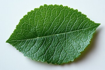 Wall Mural - Close-up Green Leaf Detail