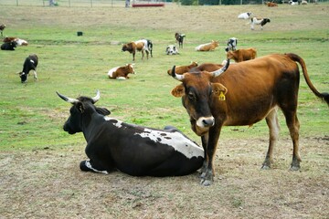 cows in a field