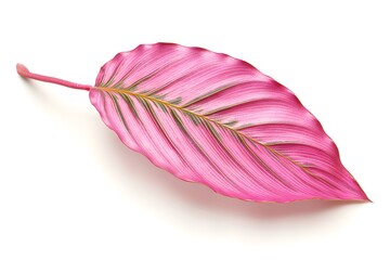 Wall Mural - Pink Leaf Isolated on White Background