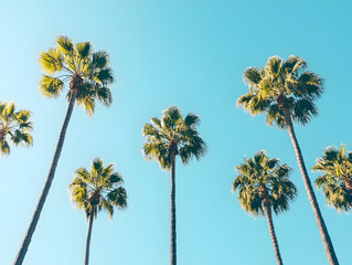 Tall palm trees swaying against a clear blue sky.


