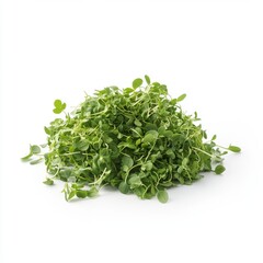 Wall Mural - Clean white background with fresh green watercress