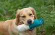 © Birgit Reitz-Hofmann - Ready for dummy Training with Golden Retriever