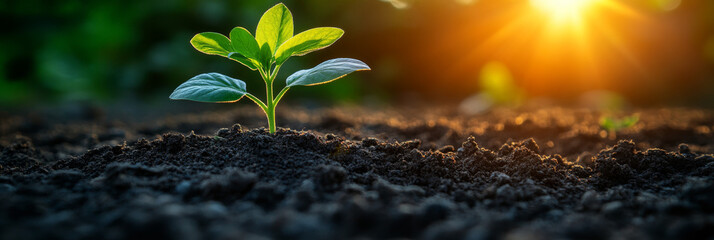 Canvas Print - A small green seedling reaches for the sun in a field of dark soil.