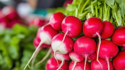 Freshly Harvested Red Radishes