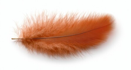 Poster - Vibrant orange feather with reflection