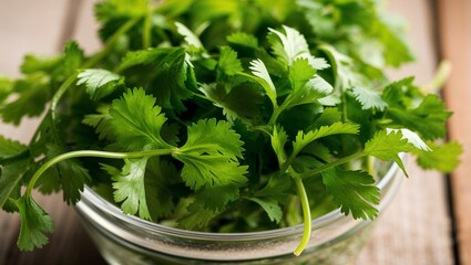 Canvas Print - Fresh cilantro with tender green leaves closeup