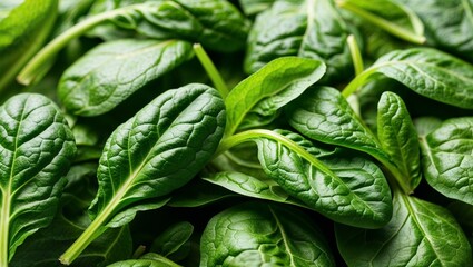 Wall Mural - Fresh spinach leaves with crisp green texture closeup