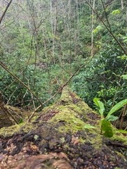 Mossy tree in lush rainforest in Tennesee