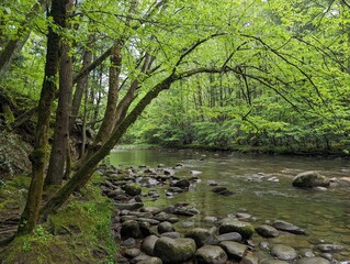 Calm river in lush green forest in Smoky Mountain National Park