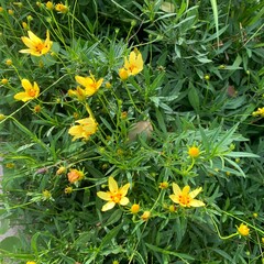 yellow flowers in the garden