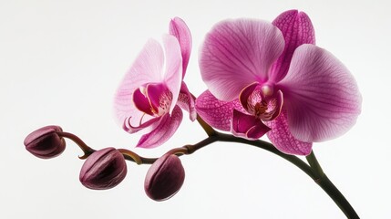 A pink orchid blossom against a white background, showcasing its elegant petals.