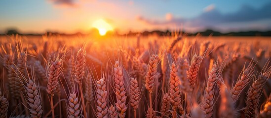 Wall Mural - Golden Wheat Field at Sunset