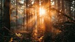 © Chandara - Close-up of sunbeams shining through the branches of a dense spruce tree forest.