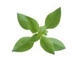 © boonchuay1970 - thai basil herb isolted, top view, png
