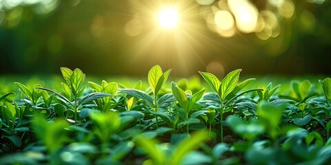 Canvas Print - green grass and sunlight