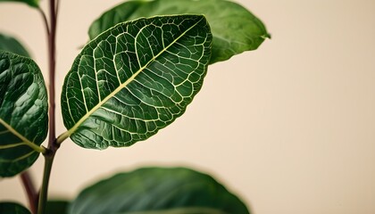 Wall Mural - Detailed close-up of rice grains and leaf isolated against a clean white background