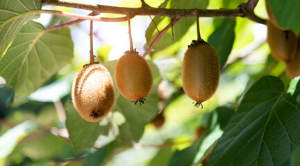 Fresh kiwi fruits on the tree