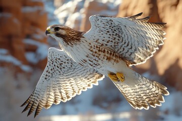 Wall Mural - Hawk in Flight