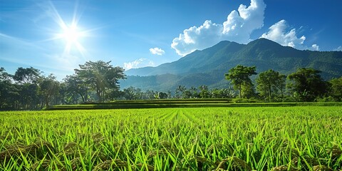 Wall Mural - green field and blue sky