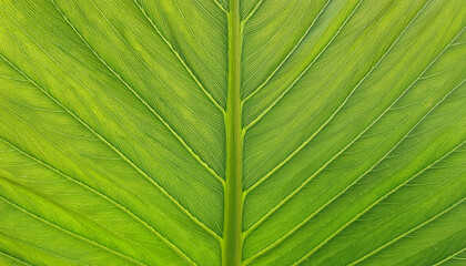 Wall Mural - Closeup of green leaf texture background