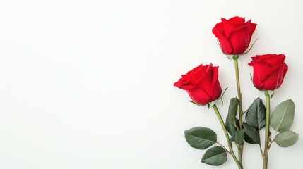 Sticker - Elegant red roses with bluegreen leaves on a white background create a stunning symbol of love and romance.