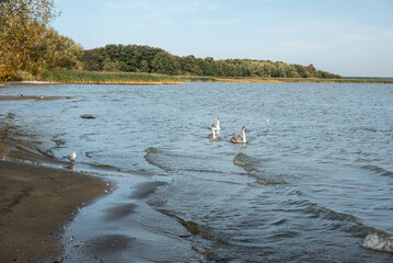 Wall Mural - Swans in Curonian Lagoon on Curonian Spit in village Lesnoy. Russia