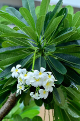 Wall Mural - White Frangipani, flower plumeria or frangipani on isolated white background, Spa flower.