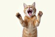 © Giuseppe Cammino - Angry and surprised cat isolated on background with a funny and excited expression