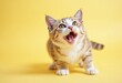 © Giuseppe Cammino - Angry and surprised cat isolated on background with a funny and excited expression