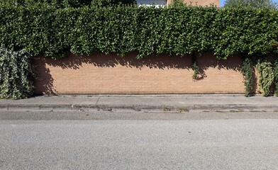 Wall Mural - Fence made of brick wall with hedge on top and creeper plants. Concrete sidewalk and street in front. Background for copy space.