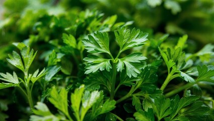 Fresh parsley leaves with aromatic fragrance closeup