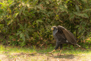 Common Black Hawk - Buteogallus anthracinus a big dark bird of prey in the family Accipitridae, formerly Cuban black-hawk (Buteogallus gundlachii) as a