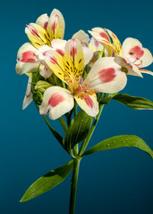 Wall Mural - Blooming white-pink Alstroemeria Rebecca on a blue background