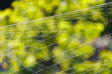 Wall Mural - Woven net against the backdrop of nature in summer