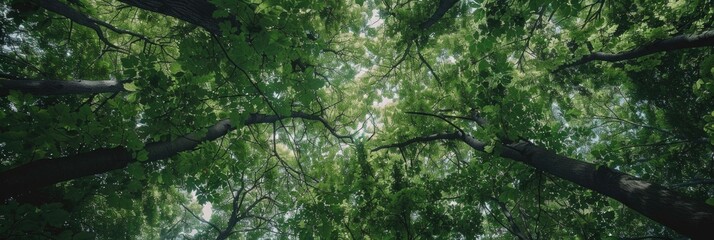 Health Green. Natural Background of Fresh Green Wood in Italy