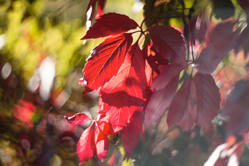 Beautiful bright autumn nature background. Multicolored grape leaves