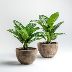 Wall Mural - An indoor plant in pots isolated on a white background 