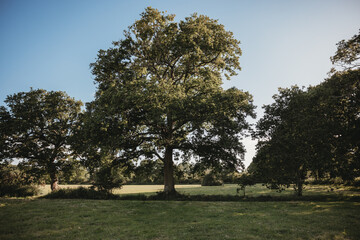 English countryside meadow in summer