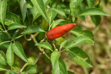 fresh red chili vegetable on plant closeup, chili plants in organic farming, Chilies closeup in field, red chili plant in a farmer's field, Ripe red chili on a plant in Chakwal, Punjab, Pakistan