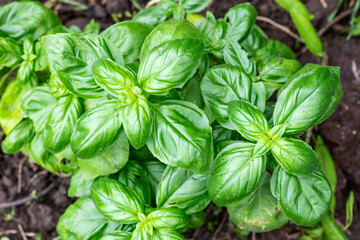 Basil leaves background photography