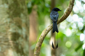 Greater Racket-tailed bird