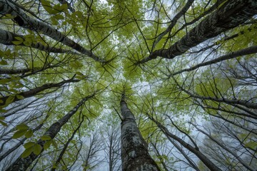 Nature Growth. Fresh Green Leaves Canopy of Beech Trees Forest in Early Spring View from Below