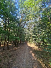 the wonderful Plänterwald Forest in Berlin Treptow