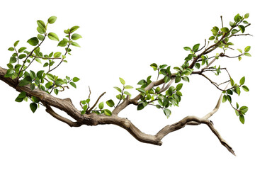 A branch with green leaves is shown on a white background