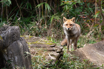 Red fox stands in a field.