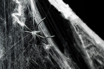 Black spider on spooky creepy cobweb spider web covered a black background